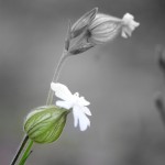 IMG_8429