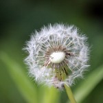 IMG_8453